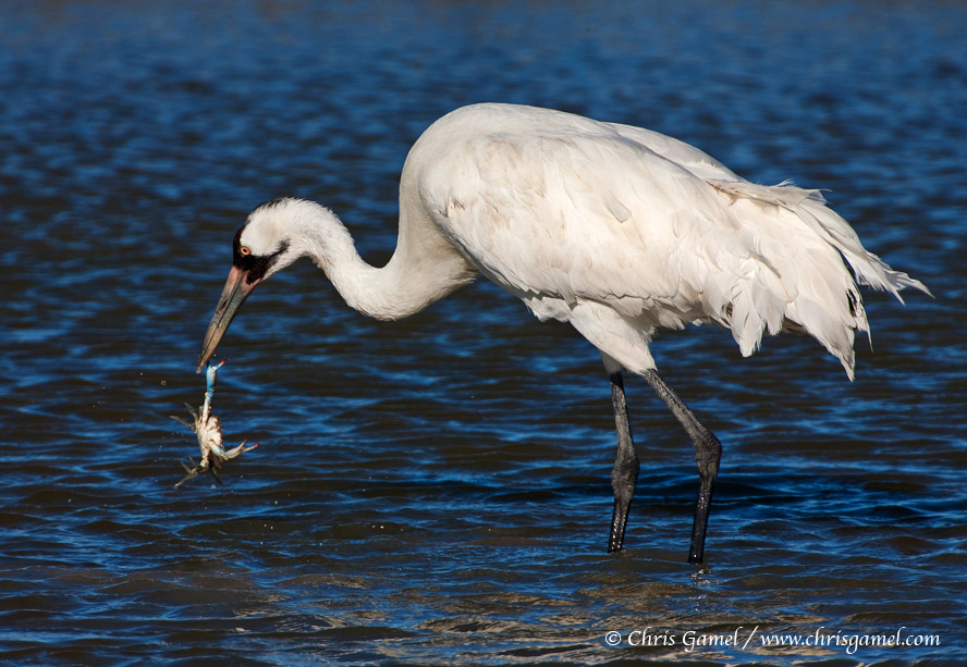 Whooping Cranes Pictures